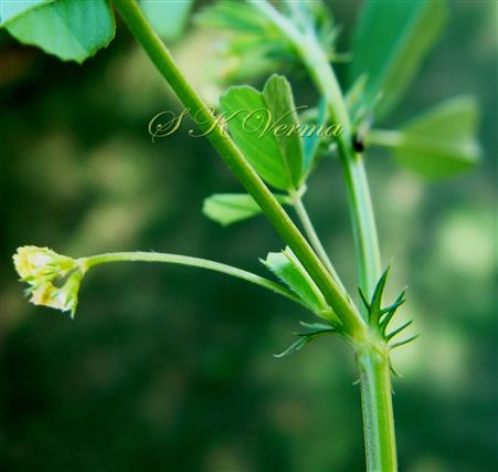  Inflorescence